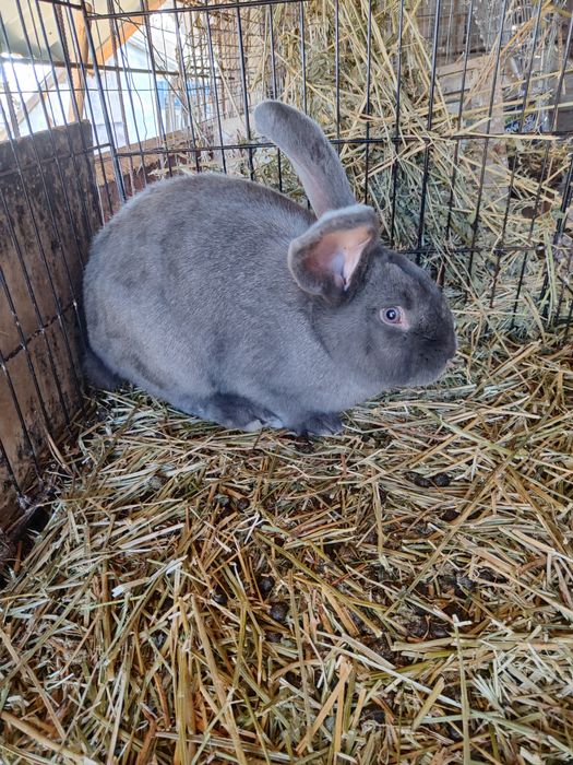 Fluture  albastru mascul