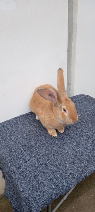 Uriaș german galben de vânzare