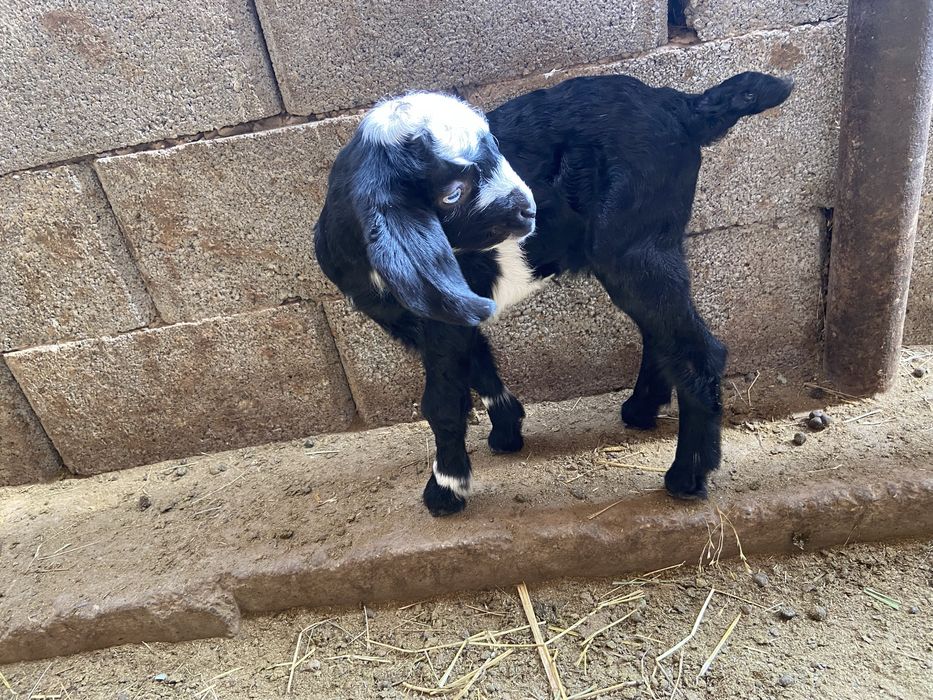 Козы мен ешкілер