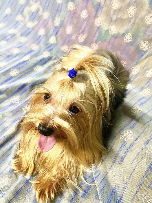 Вязка  Йорк  ищет  подружку.