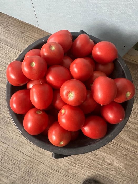 Продам помидоры бычье сердце