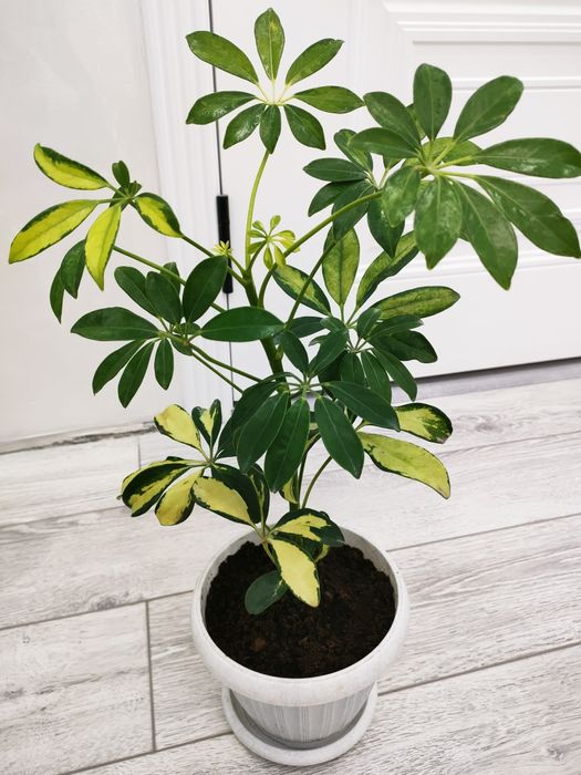 Цветы . Доставка