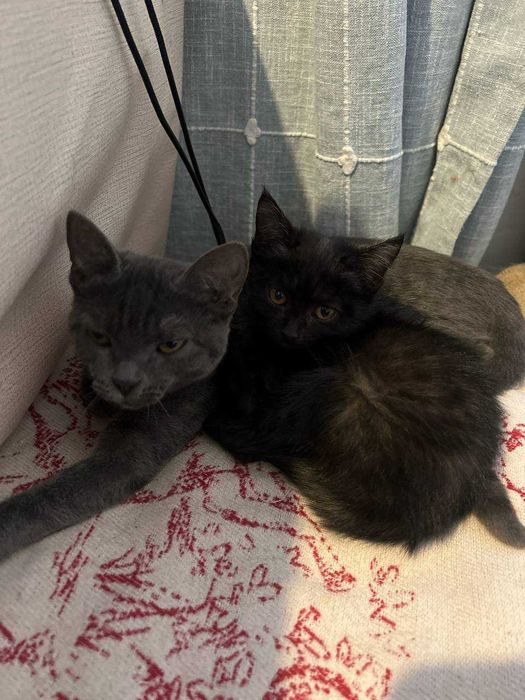 Котёнок породы Корат