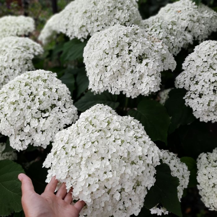 Гортензия саженцы гортензии