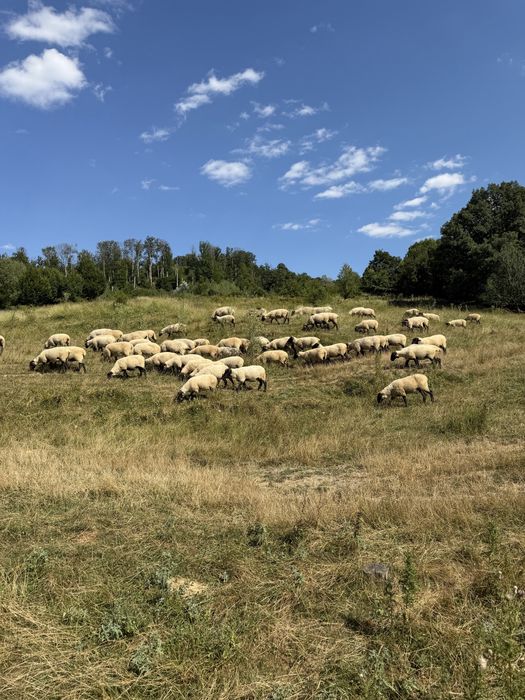 Oi suffolk de vanzare,linie genetica foarte buna.