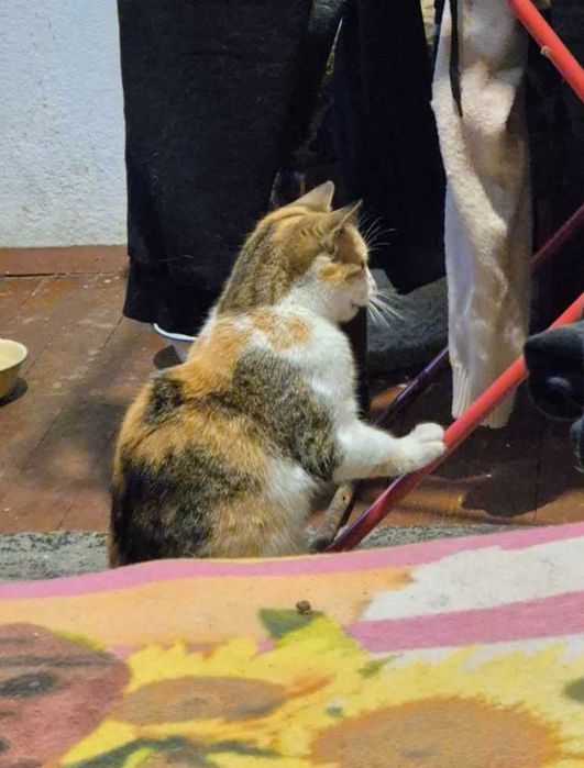 7-месечната Ефи търси дом!