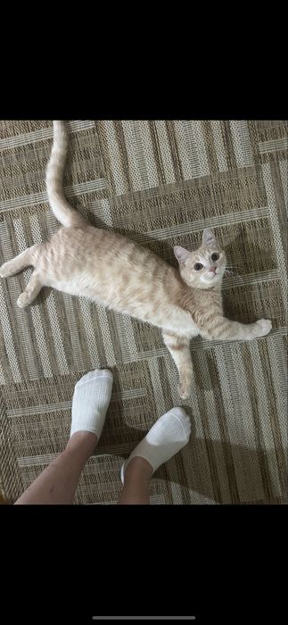 Котенок 6мес мальчик