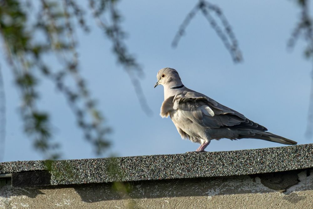 Tamron 150-600mm F5-6.3 VC G2 Canon EF