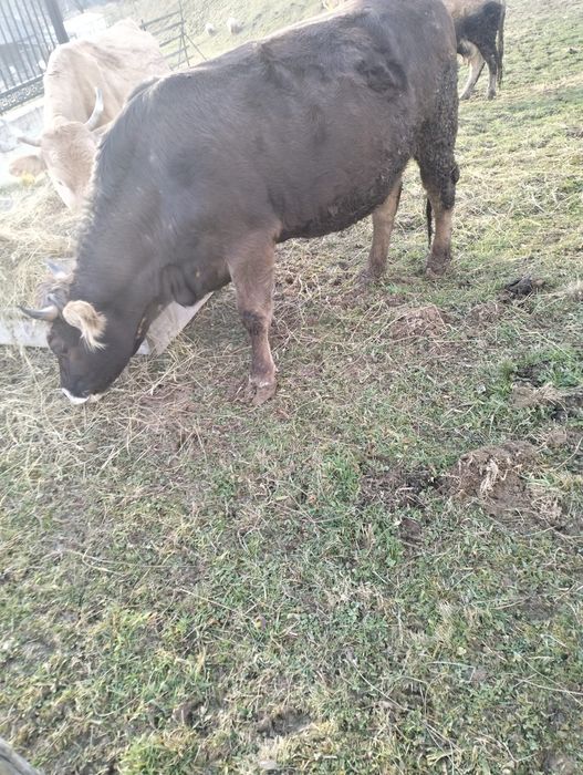 Vaca  gestanta de 2 ani