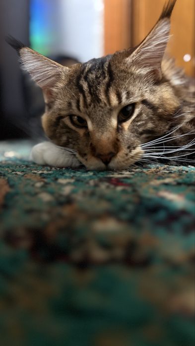 Продам Кота Мейн-Кун.