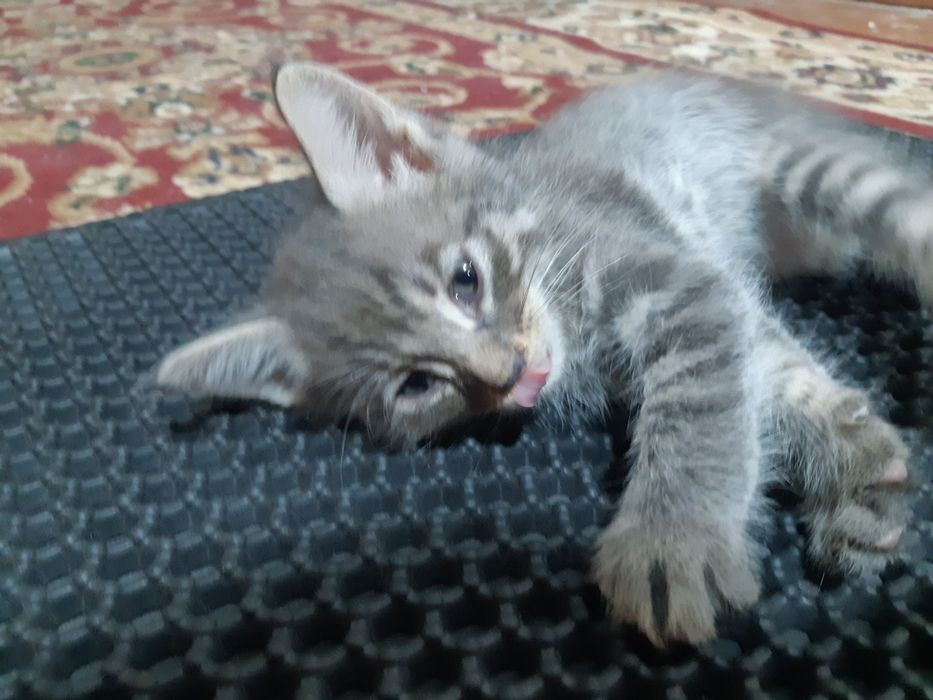 Котята, серый 1 мальчик