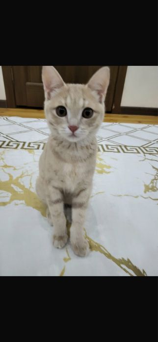 Кошка мальчик 3 месяц