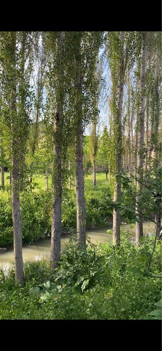 Терак сотилади 10 йиллик