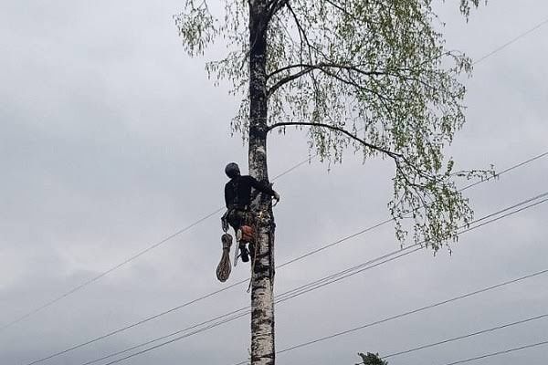 Спил деревьев, распил дров