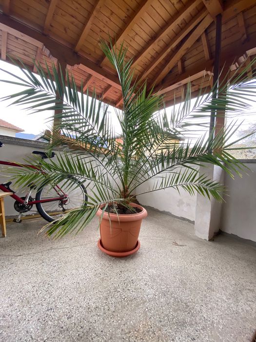 Голяма красива финикова палма висока близо 2 метра