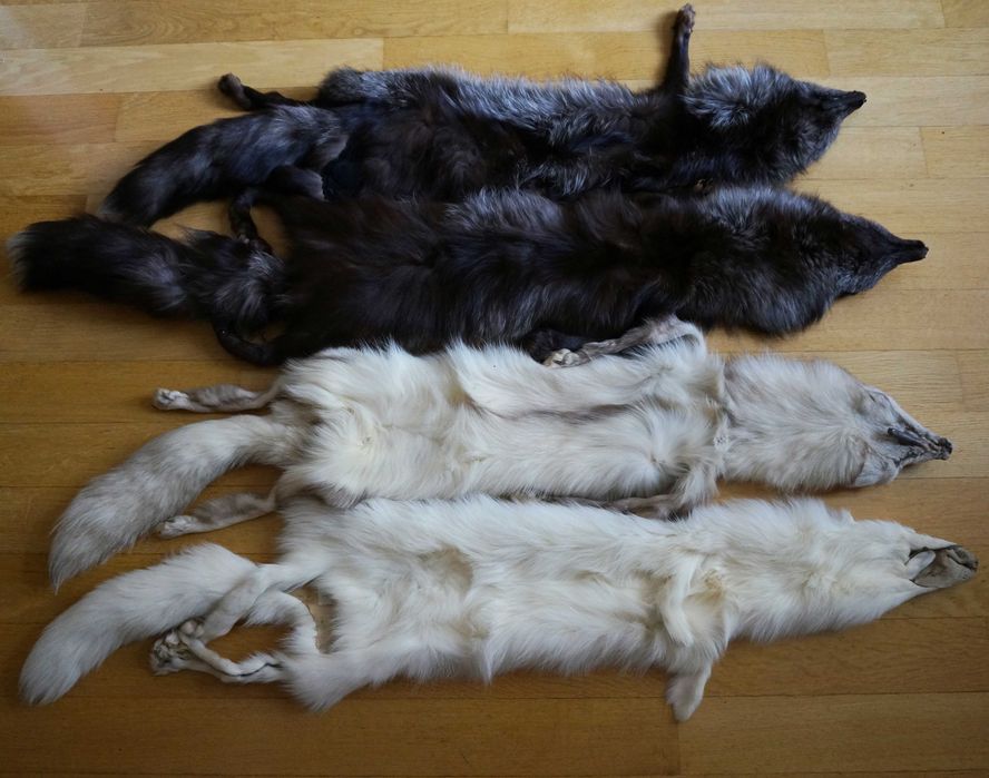 кожена яка   лисици  норки