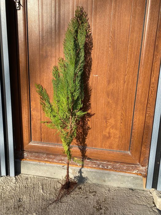 Продавам източна туя ...