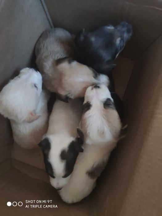 Дарю бесплатно щенков