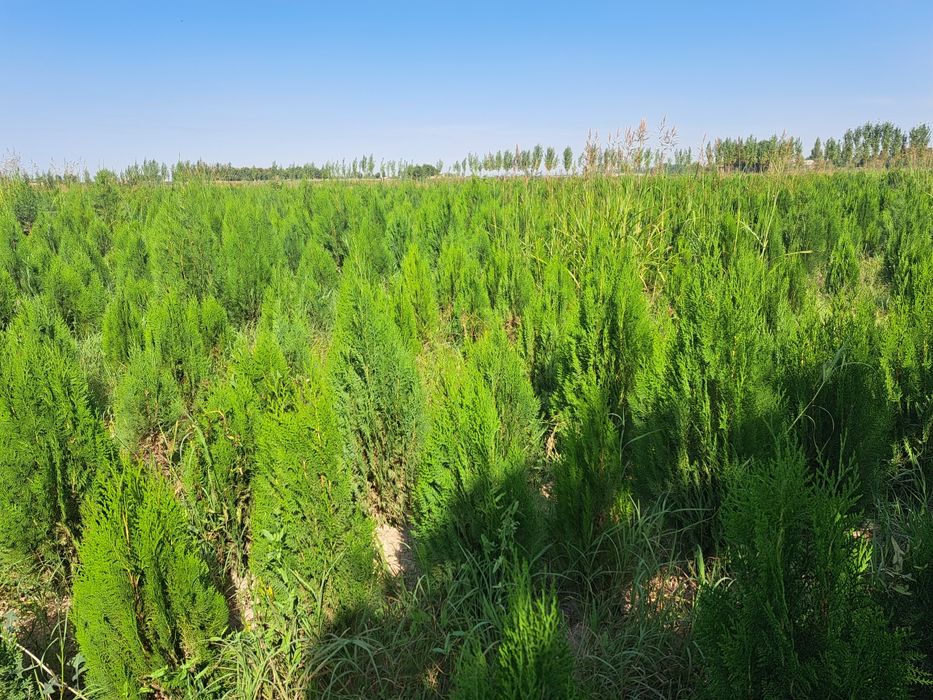 Хар хил турдаги кўчатлар сотилади манзил тошкент вилояти бўка тумани