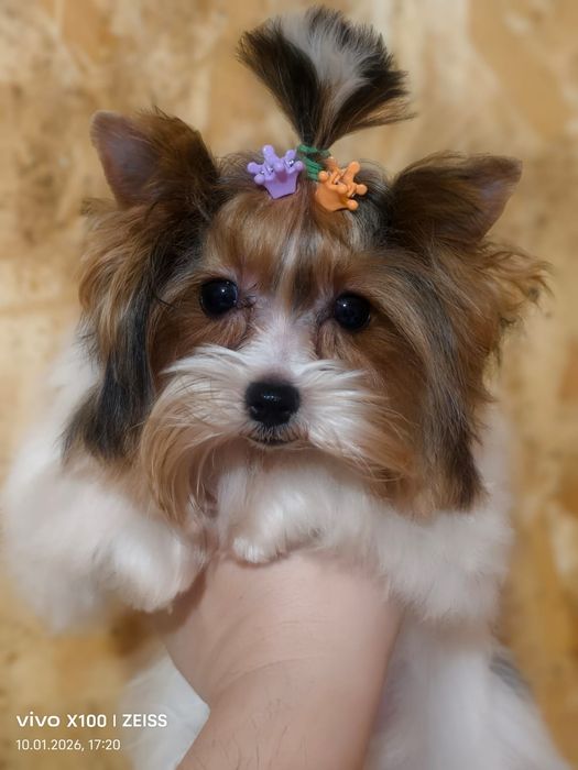 Очаровательные щенки бивера