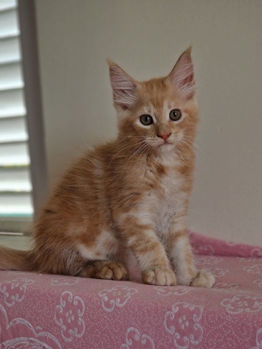 Котенце Мейн Куун