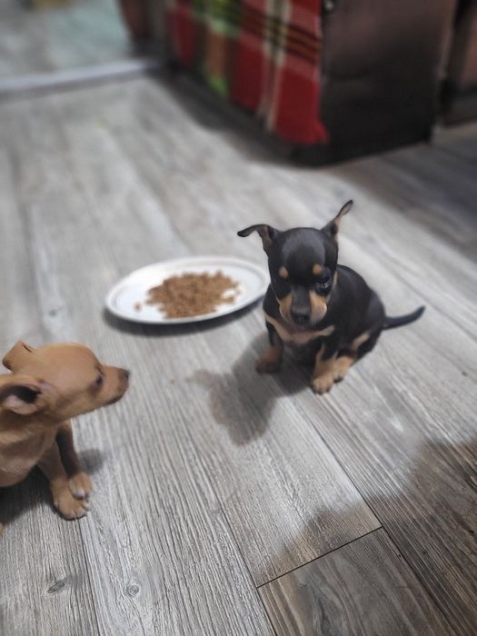 Пинчери сладки и красиви