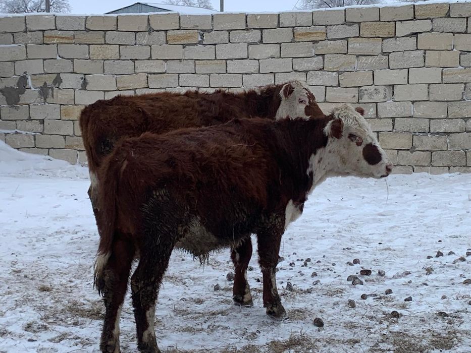 Өгіздер сатылады.