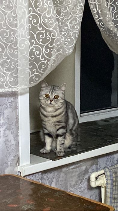 Кот шотландский вязка!