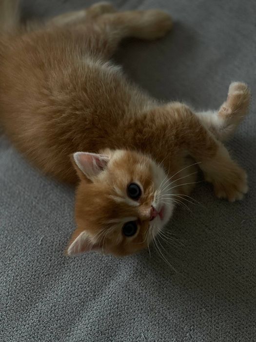 Продаётся котёнок