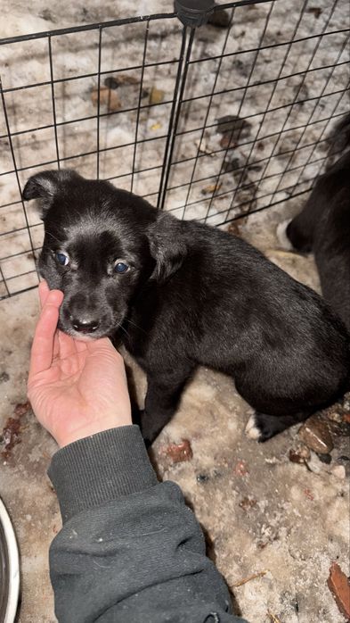 Отдам щенков бесплатно