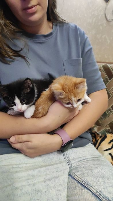 Котята счастье в доме