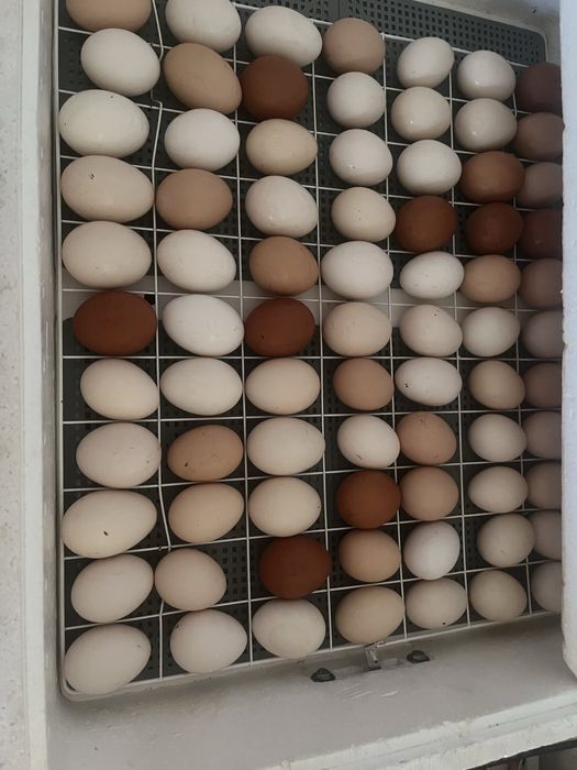 Продам яйца для инкубации