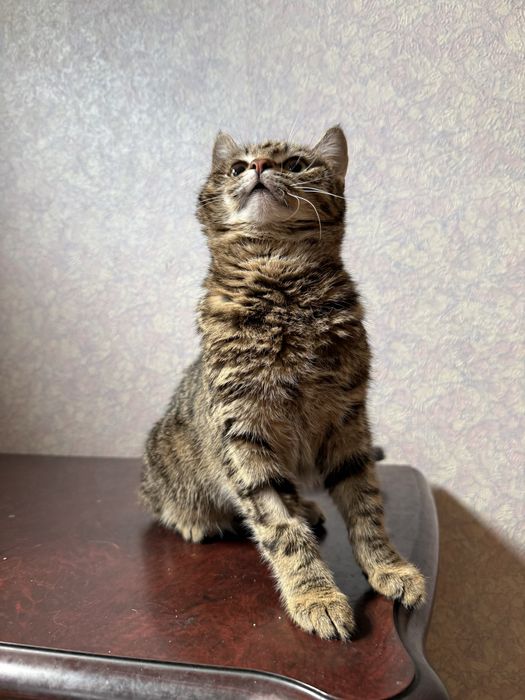 Отдам кошечку в добрые руки