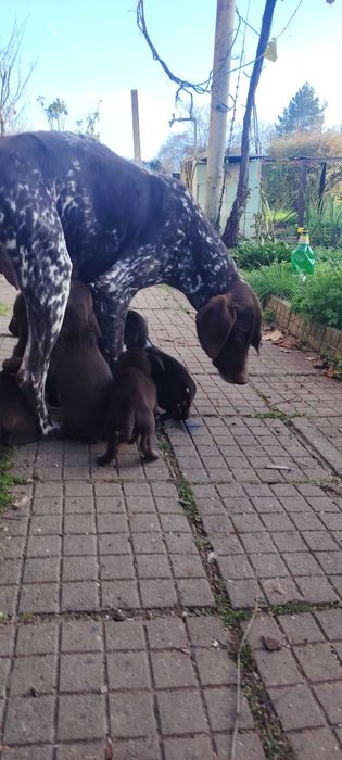 Продават се кученца Курцхар, родени на – 02.11.2025