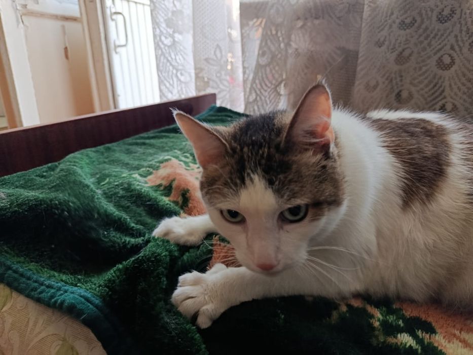 Отдам котика в хорошие руки