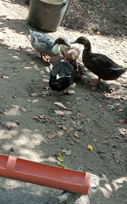 Ouă de rață macanitore