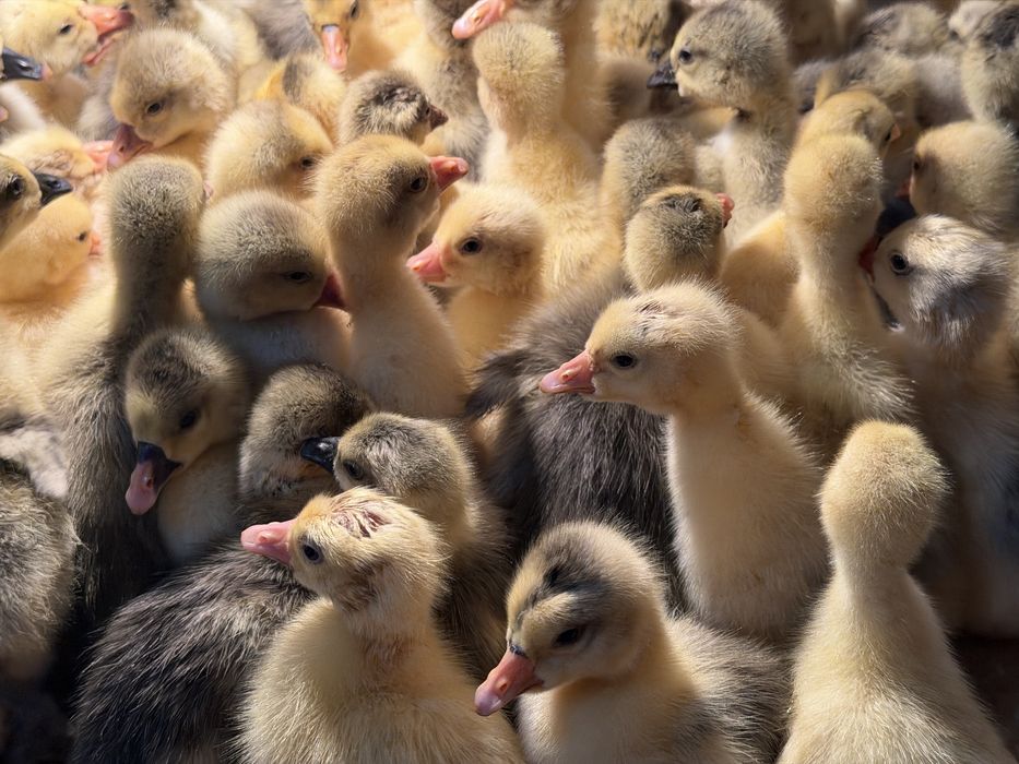 Goz Ordak jojalari feremer xojaligi