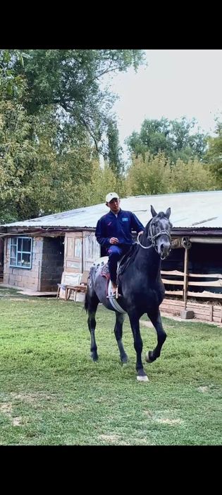 Шаухар. Чубар. шуар.байшубар