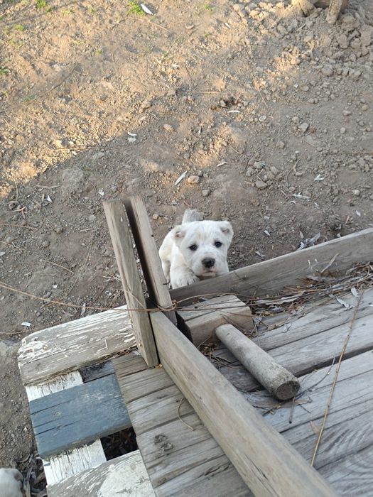 Щенки Алабайчики