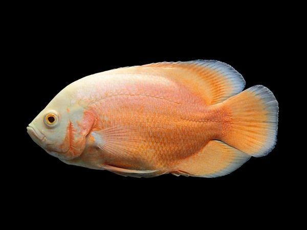 Продам  - астронотус орех альбинос