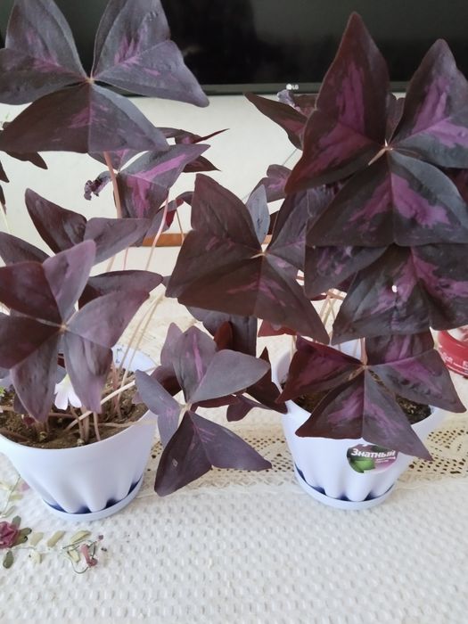 Кислица оксалис бабочка