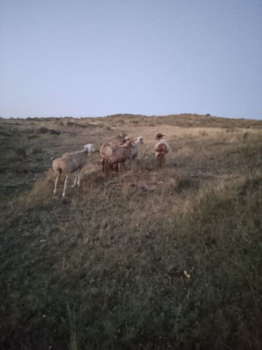 Қой  сатылады Сағыр ауылында