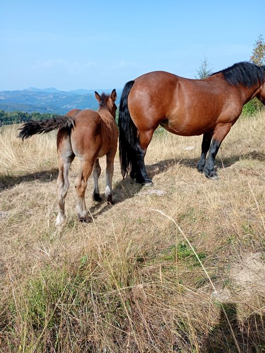 Vând Iapă de 3 ani cu mânz de 2 luni!