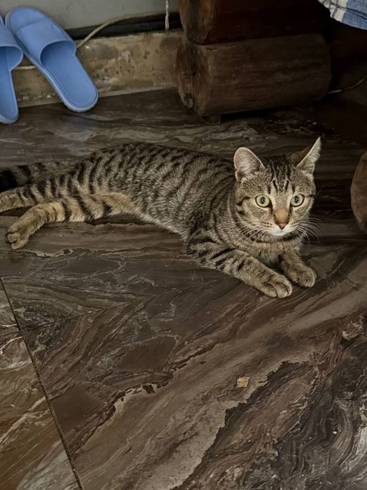 В любящие руки Котик 7-8месяцев