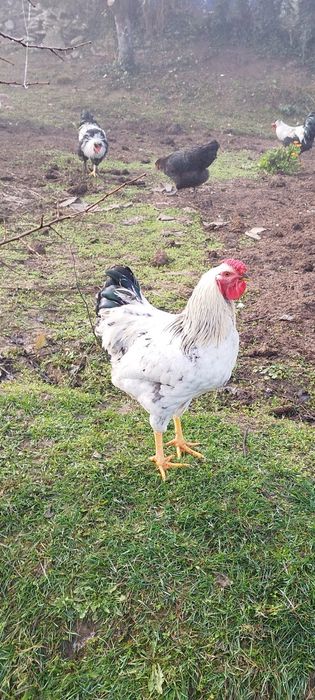 Продавам петлета