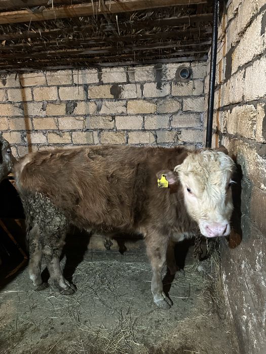 Откорм Бұқа сатылады