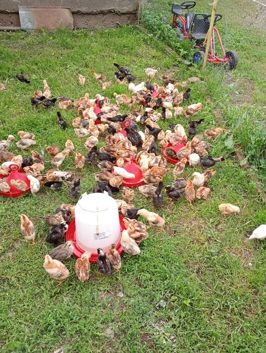 Vând pui de găină