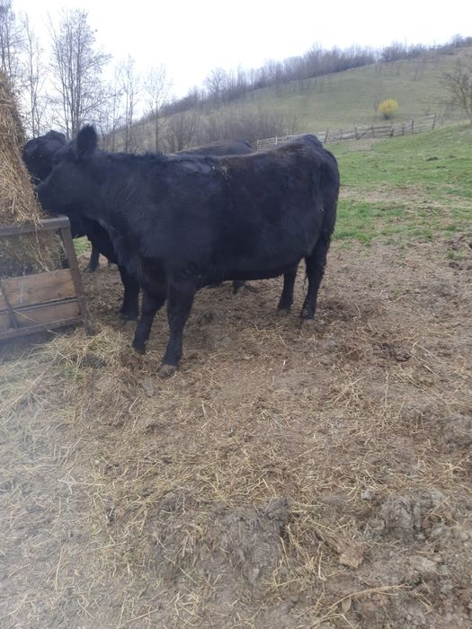 Juninci BLACK ANGUS  gestante