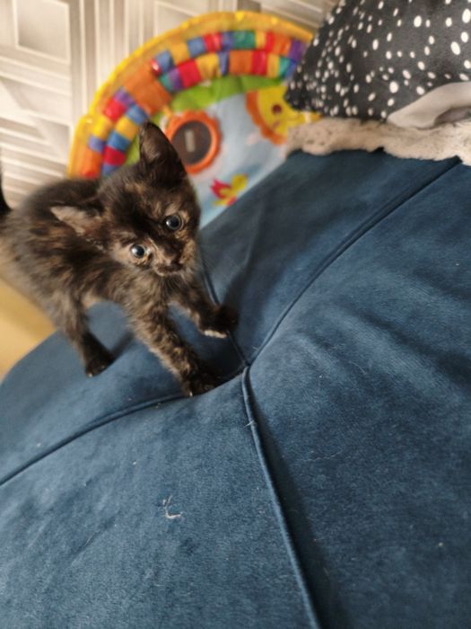 Отдам котят в хорошие руки