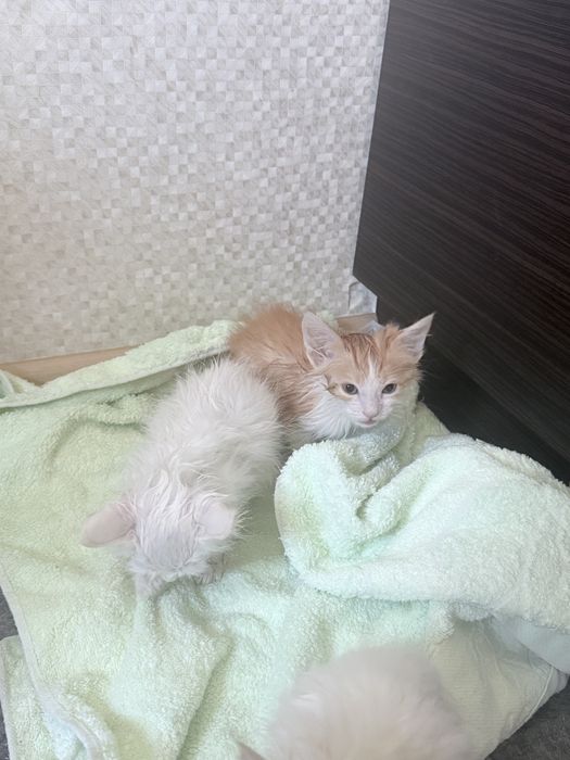 Отдам Котят в хорошие руки